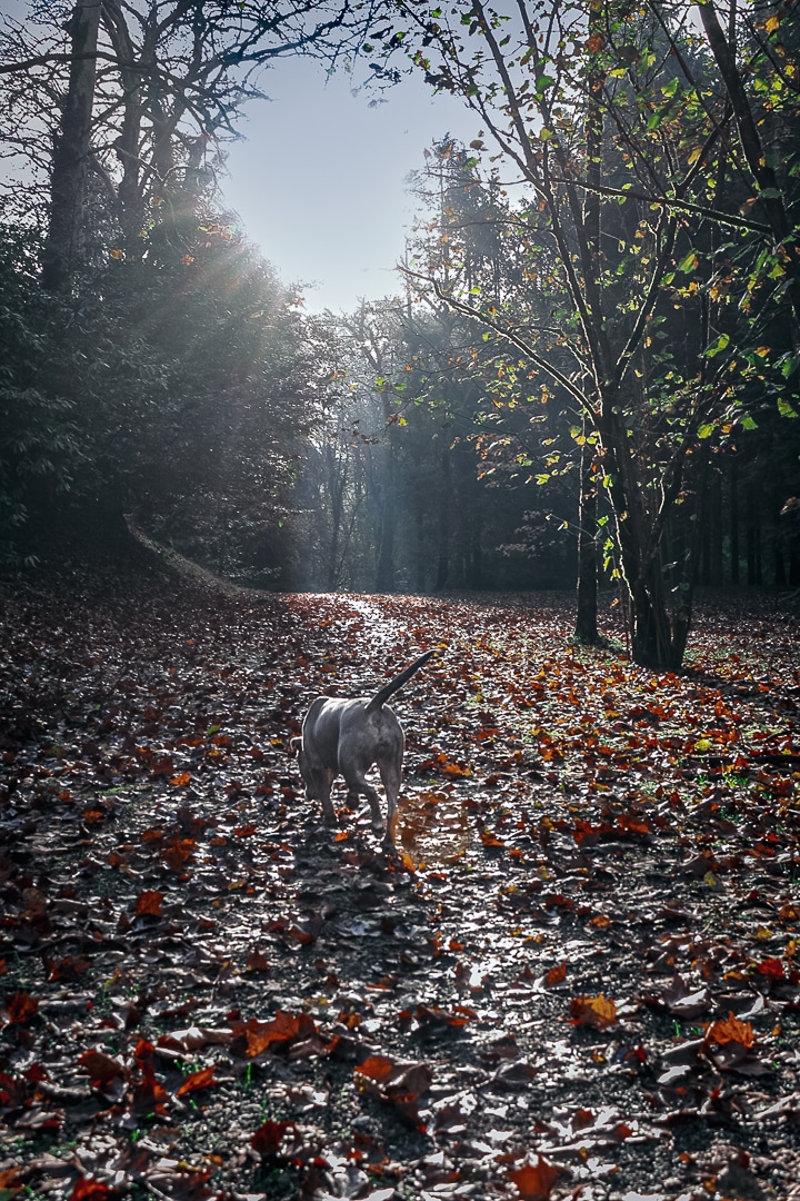 Opciones para relajarnos durante el COVID-19